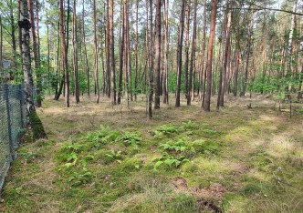 działka na sprzedaż - Zgierz (gw), Dzierżązna